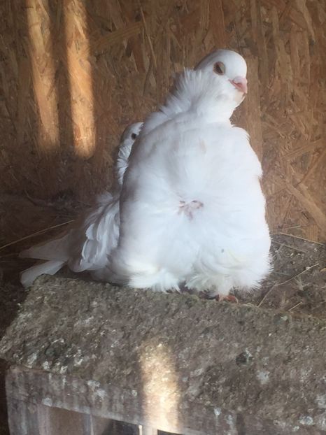 555561AC-13FF-4032-9DF9-632CD86FCE46 - Pescarusi chinezi 2017