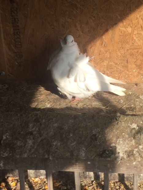 68D6B6EA-1910-4A9F-91A2-B9676CC4C045 - Pescarusi chinezi 2017