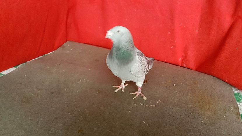  - 0- 16 ian 2018 Masculi voiajori standard pentru matca