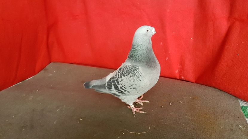  - 0- 16 ian 2018 Masculi voiajori standard pentru matca