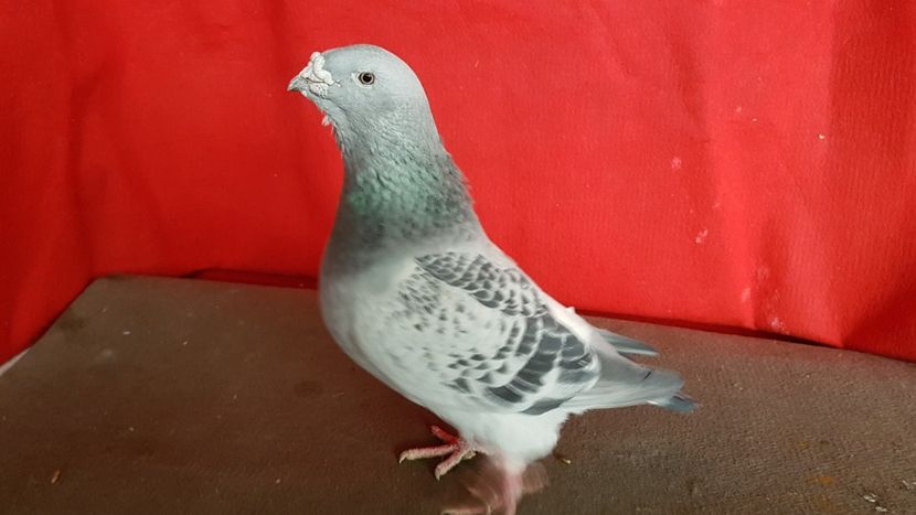  - 0- 16 ian 2018 Masculi voiajori standard pentru matca