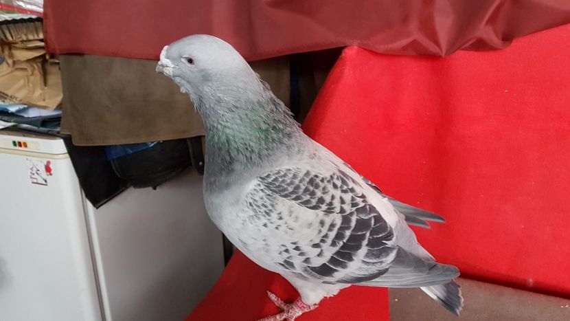  - 0- 16 ian 2018 Masculi voiajori standard pentru matca