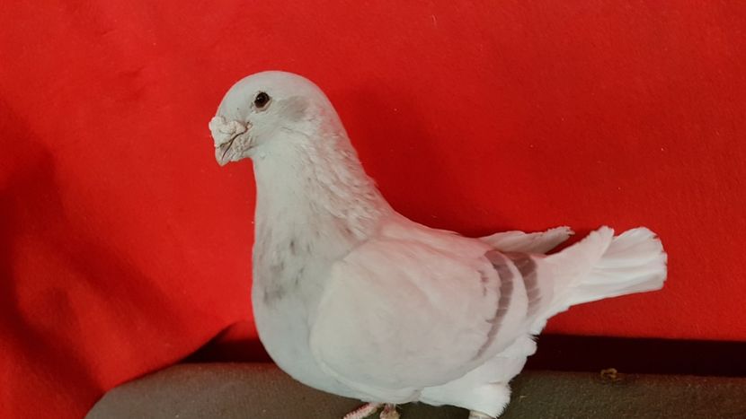  - 0- 16 ian 2018 Masculi voiajori standard pentru matca