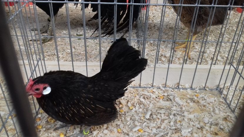  - EXPOZITIA PAJUARA OTOPENI FEBRUARIE 2018