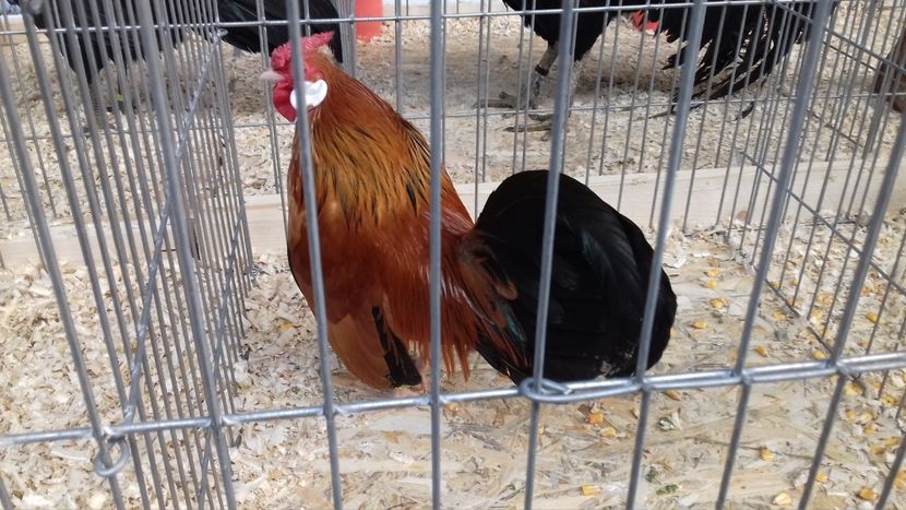  - EXPOZITIA PAJUARA OTOPENI FEBRUARIE 2018