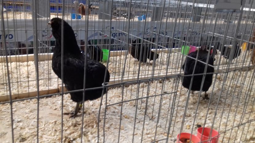  - EXPOZITIA PAJUARA OTOPENI FEBRUARIE 2018