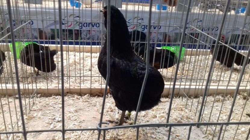  - EXPOZITIA PAJUARA OTOPENI FEBRUARIE 2018