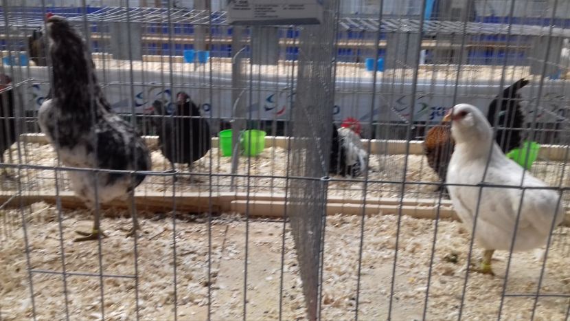  - EXPOZITIA PAJUARA OTOPENI FEBRUARIE 2018