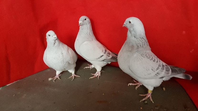  - 0 - 17 ian 2018 - Femele pentru matca