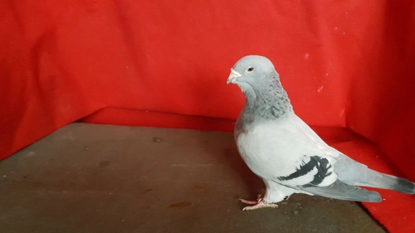  - 0 - 17 ian 2018 - Femele pentru matca