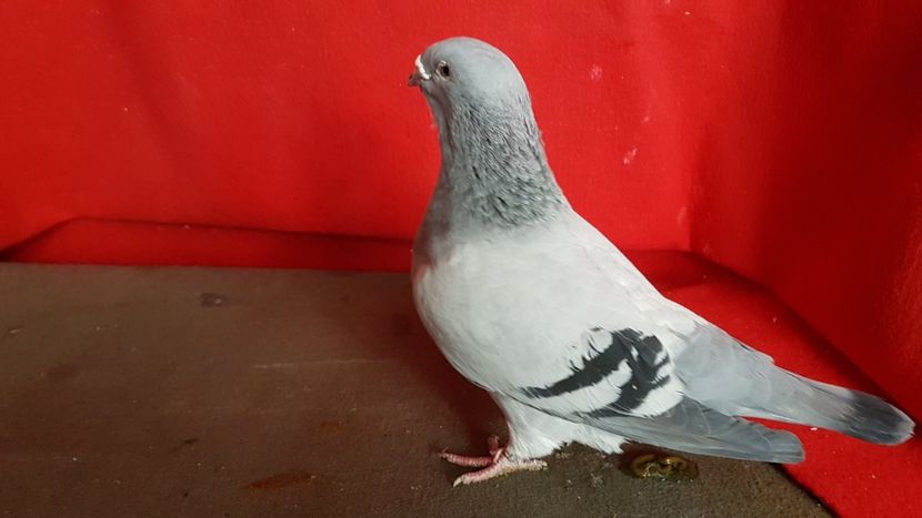  - 0 - 17 ian 2018 - Femele pentru matca