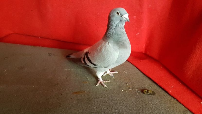  - 0 - 17 ian 2018 - Femele pentru matca