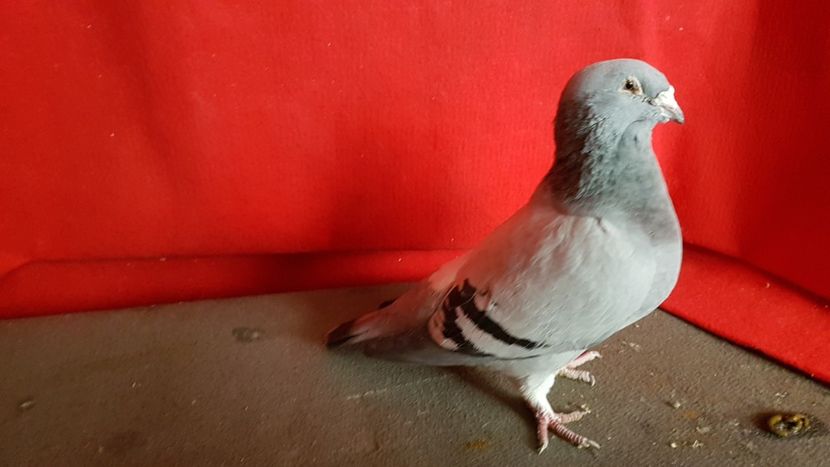  - 0 - 17 ian 2018 - Femele pentru matca