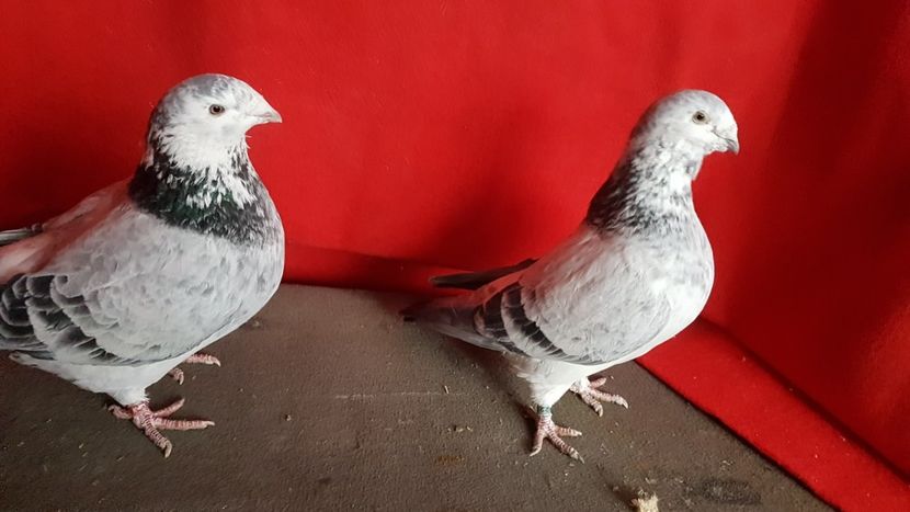  - 0 - 17 ian 2018 - Femele pentru matca