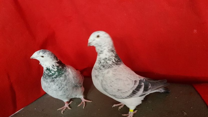  - 0 - 17 ian 2018 - Femele pentru matca