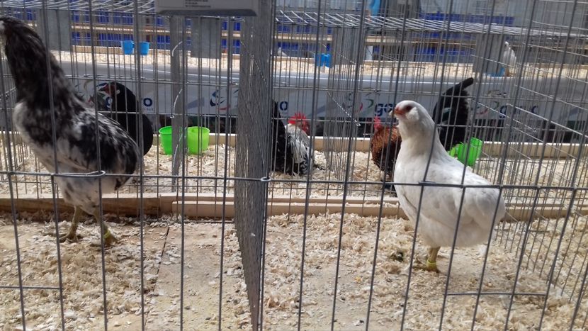  - EXPOZITIA PAJUARA OTOPENI FEBRUARIE 2018