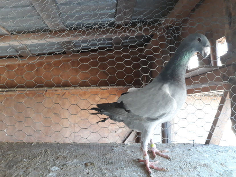  - GERMANI PUI 2017 si 2018