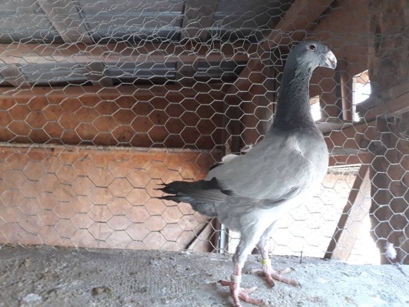  - GERMANI PUI 2017 si 2018