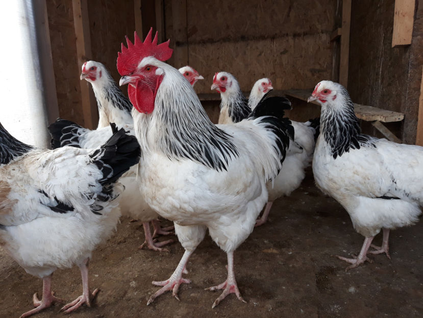  - ACHIZITII 2017 GAINI SUSSEX