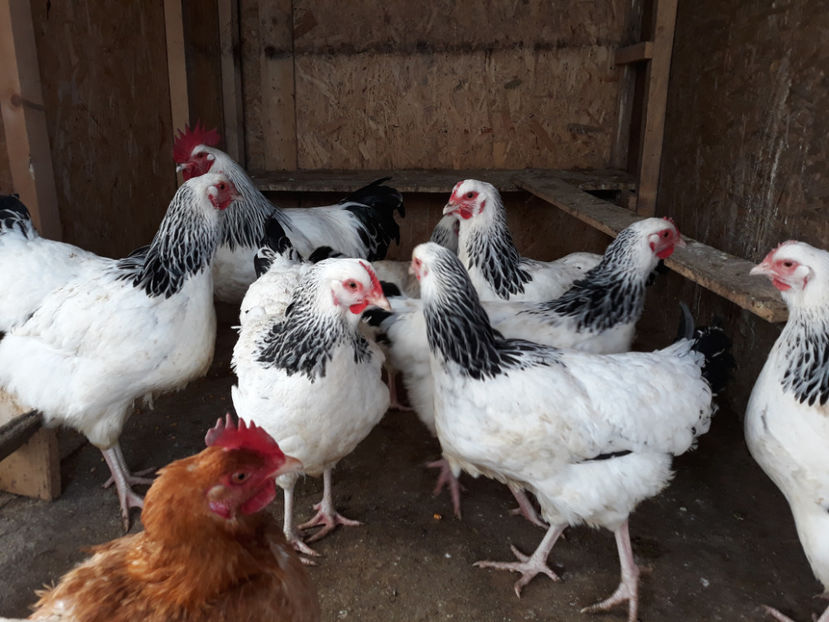  - ACHIZITII 2017 GAINI SUSSEX