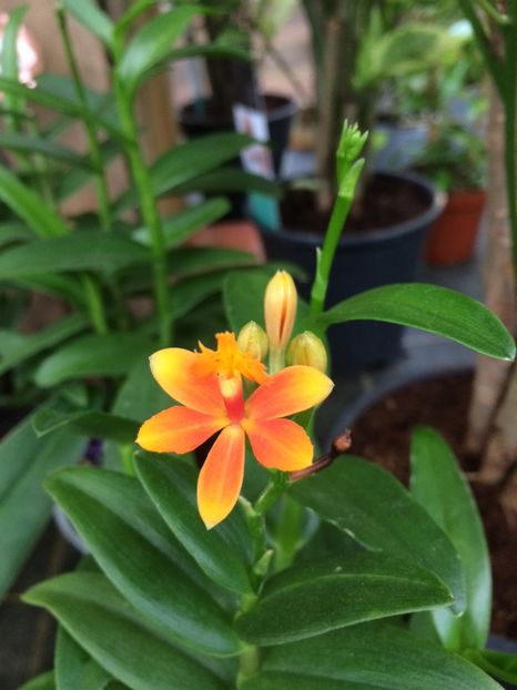 2.02.2018 Epidendrum - Expozitie de Orhidee