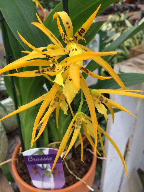 2.02.2018 „Brassia“ - Expozitie de Orhidee