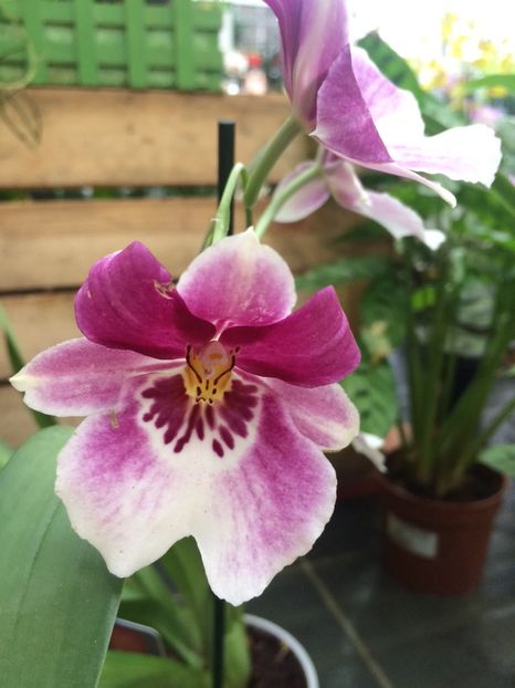 2.02.2018 „Miltonia“ - Expozitie de Orhidee