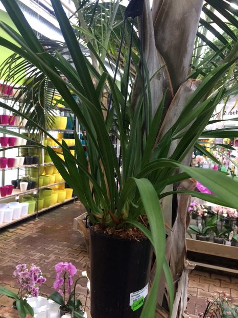 Cymbidium Ice Cascade - Expozitie de Orhidee