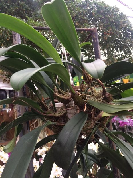 2.02.2018 „Bulbilophylum“ - Expozitie de Orhidee