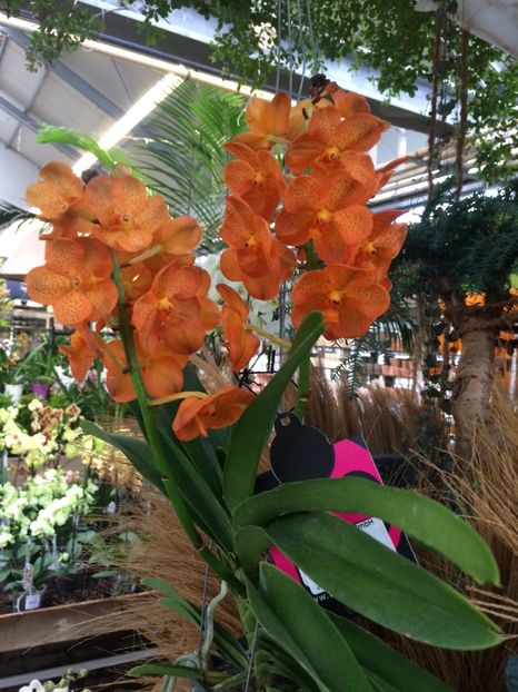2.02.2018 „Vanda“ - Expozitie de Orhidee