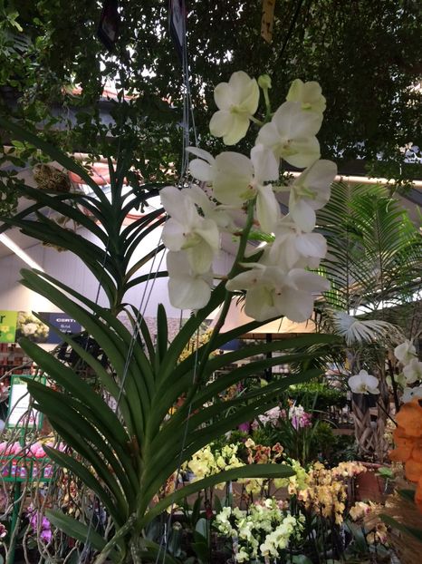 2.02.2018 „Vanda „ - Expozitie de Orhidee