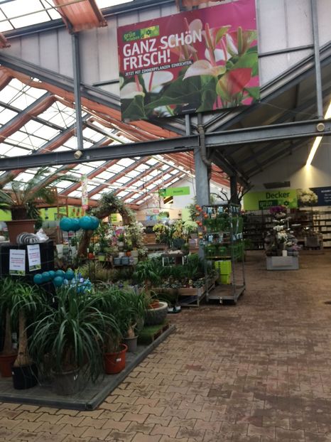 2.02.2018 - Expozitie de Orhidee
