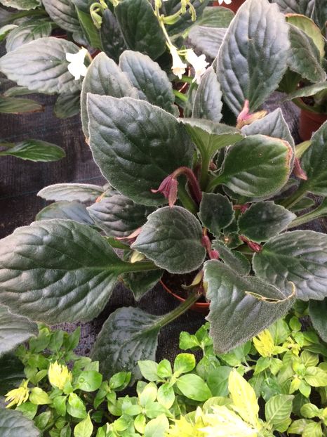 Streptocarpus Snowlina - Chirita raritate