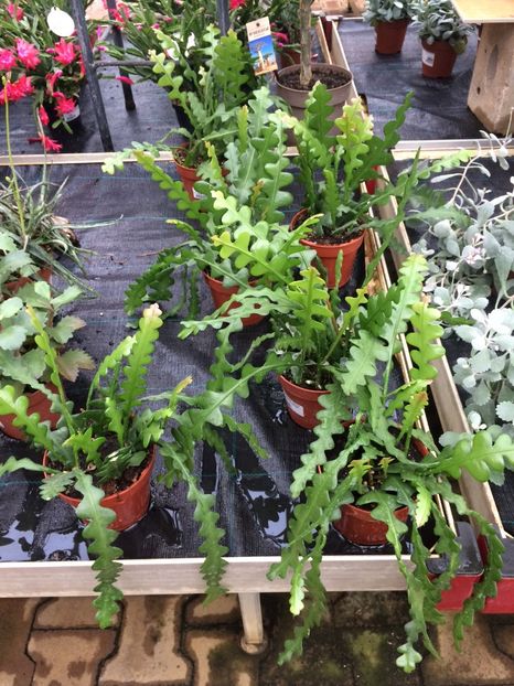 2.02.2018 Epi - Expozitie de flori