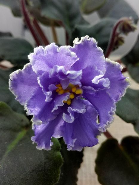 1 feb - ZZ Ruffled Skies