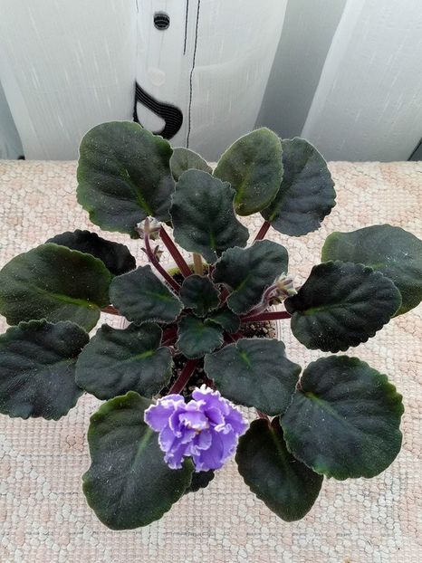 1 feb - ZZ Ruffled Skies