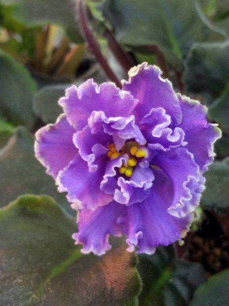 1 feb - ZZ Ruffled Skies