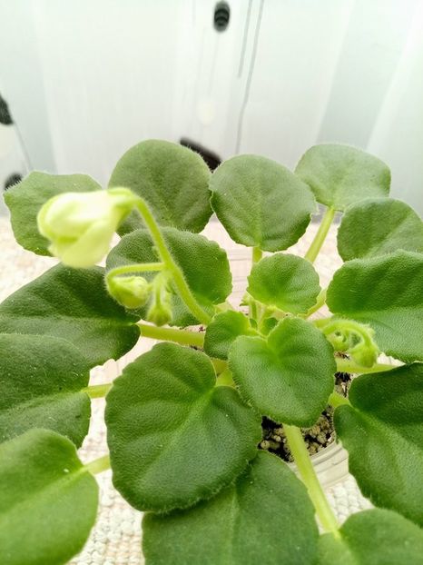 1 feb - ZZ Mac s Callow Carillion