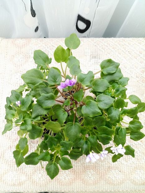 1 feb - Rob s Humpty Doo