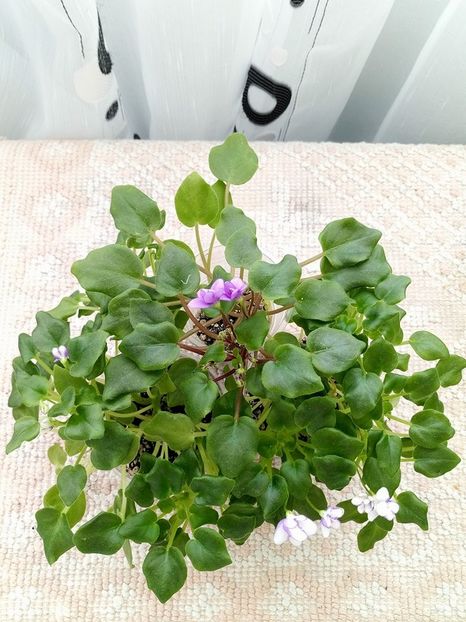 1 feb - Rob s Humpty Doo