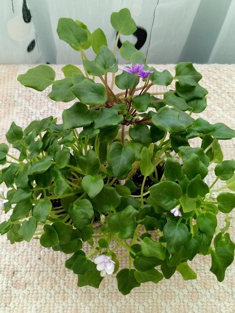 1 feb - Rob s Humpty Doo