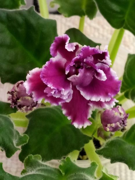 1 feb - ZZ RS Gertsoginia -RS Duchess