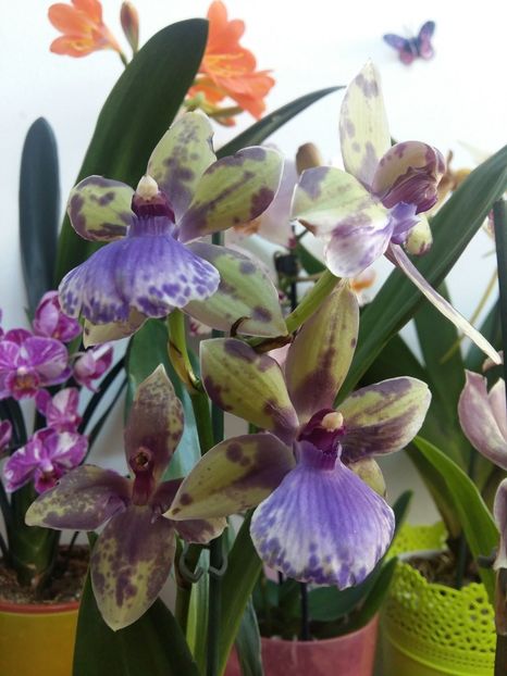  - Zygopetalum