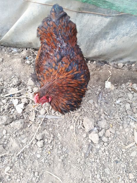  - Wyandotte auriu negru