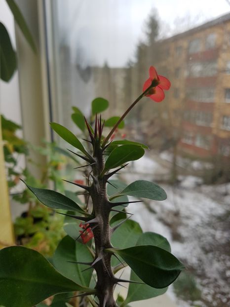 Alta euphorbia milli - Florile mamei