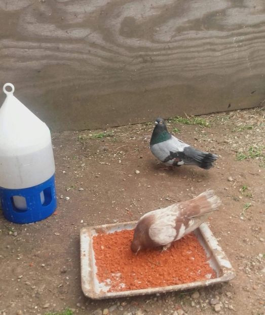 received_1165307936928478 - 9-Dungat Romanesc