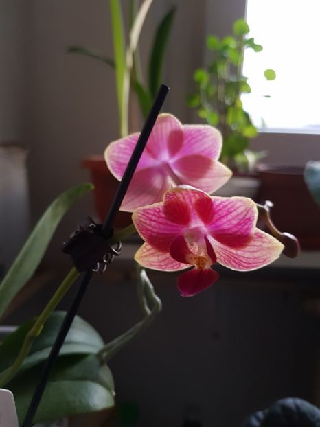 02.02.18 Orhideea pitică - florii