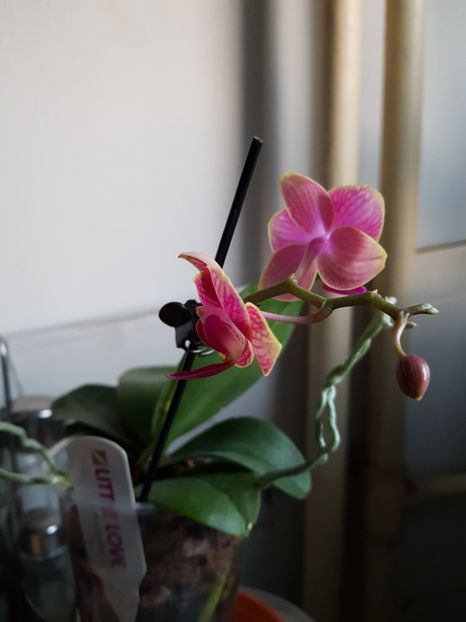 02.02.18 Orhidee pitica - florii