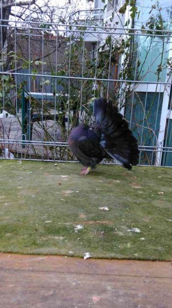  - Voltati linia noua