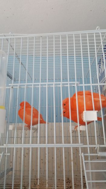  - Canari